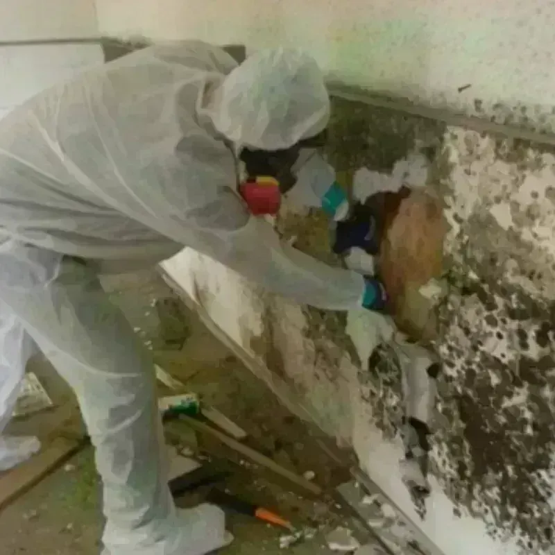 Mold Remediation and Removal in Swanzey, NH